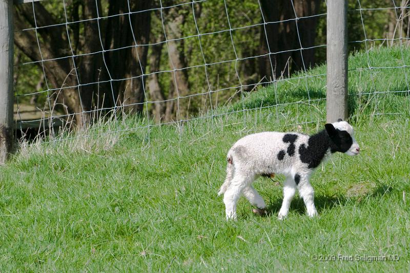 20090413_135921_D300.jpg - Farm, Broadway