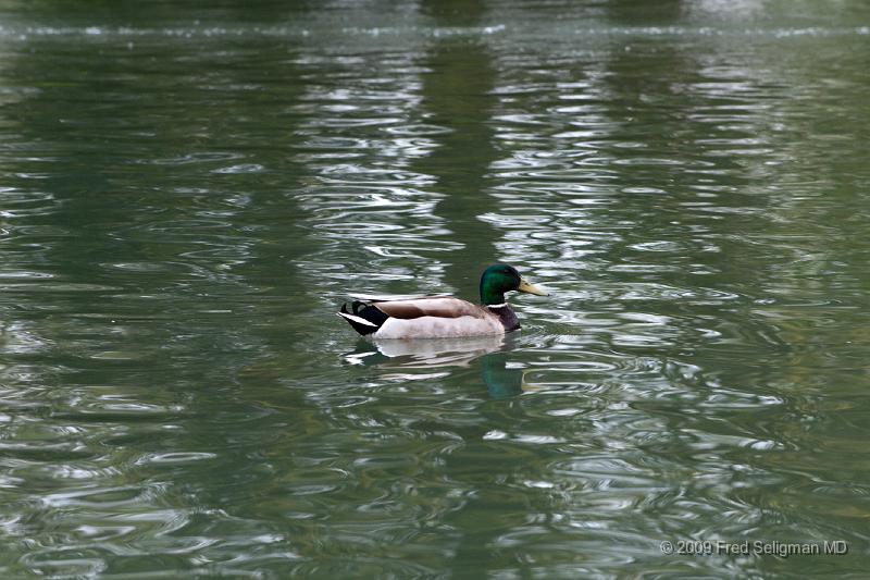 20090414_130429_D300.jpg - Bibury Trout Farm