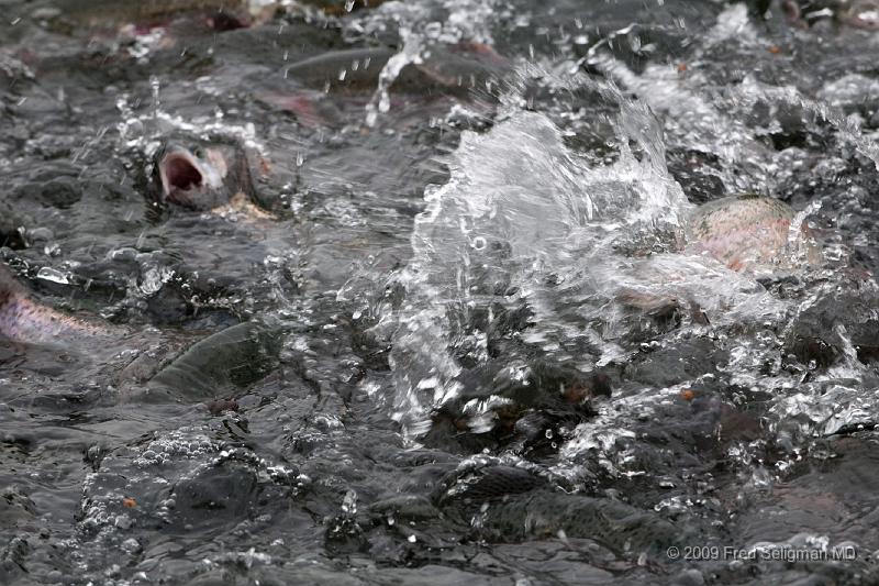 20090414_130452_D300.jpg - Bibury Trout Farm