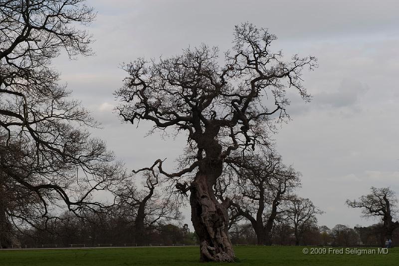 20090414_165405_D3.jpg - Blenheim Castle, Woodstock