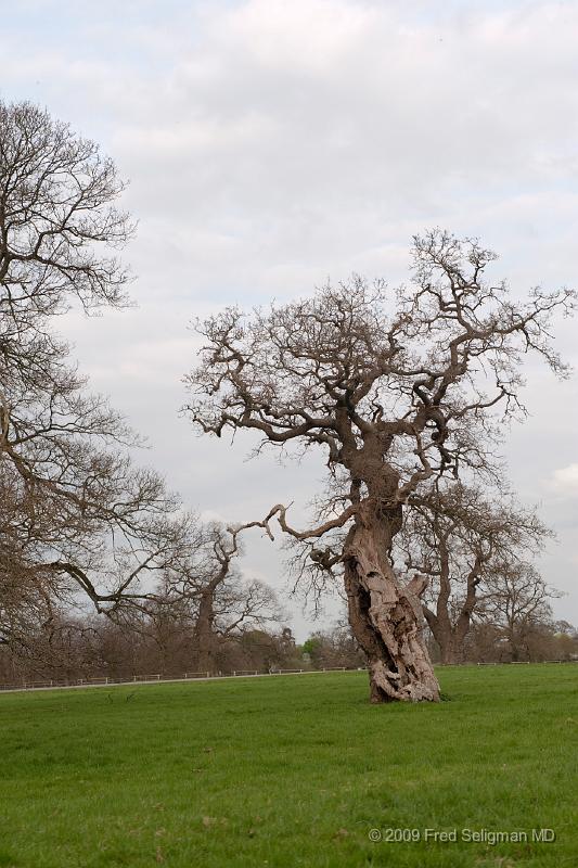 20090414_170916_D3.jpg - Blenheim Castle, Woodstock