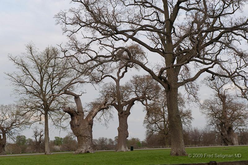 20090414_170932_D3.jpg - Blenheim Castle, Woodstock