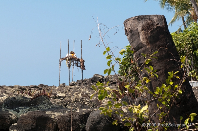 20091102_122051D300.jpg - Ku 'emanu Heiau,  Kona, Hawaii