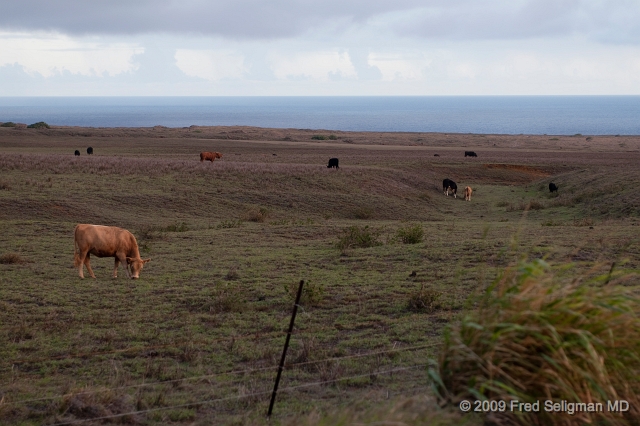20091102_172146D300.jpg - South Point Road, Hawaii, Hawaii