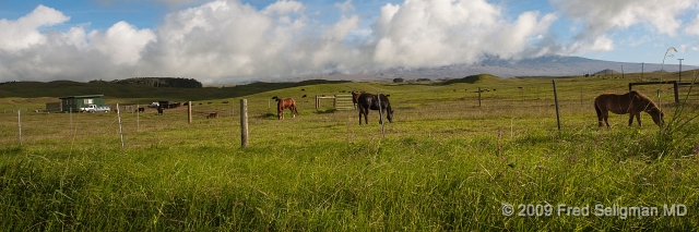 20091104_154934D3.jpg - Hamakua is the northeastern portion of the Big Island,  Along the Old Mamalahoa the scenery is spectacular