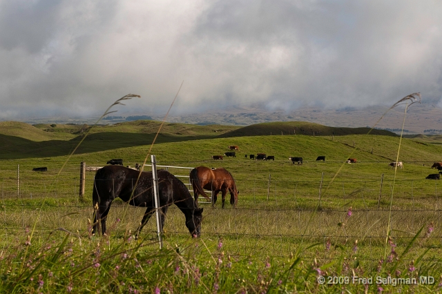 20091104_155038D300f.jpg - Horse Farm on the Old Mamalahoe Hiway